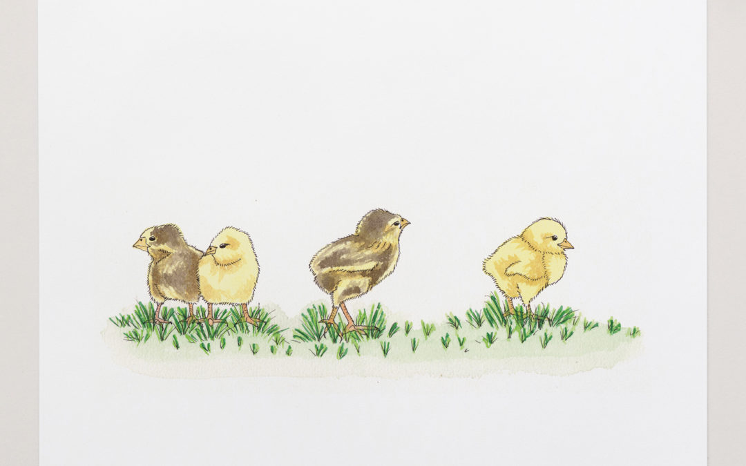 Baby Chickens Chicks – Art Print