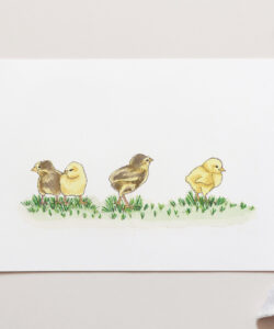 Baby Chickens Chicks. Baby Chickens Chooks Poultry Art Print for sale