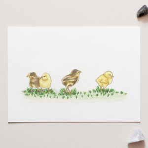 Baby Chickens Chooks Poultry Art Print for sale
