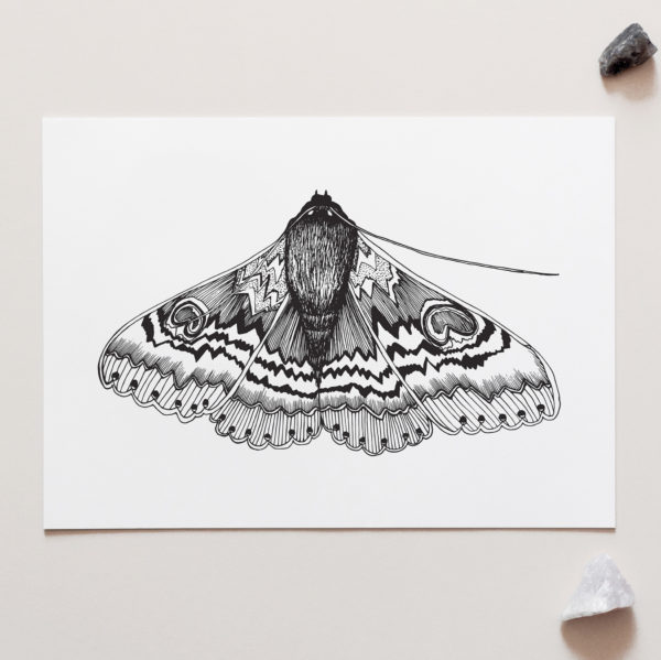 Furry Moth Art Print for sale