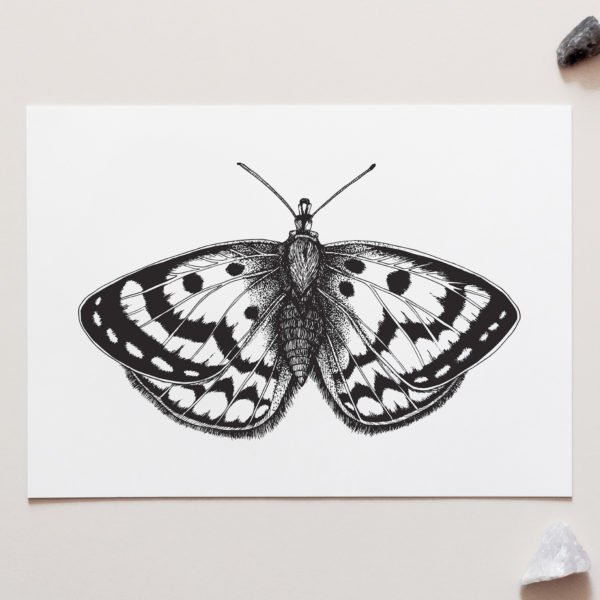 Spotty Moth Art Print for sale