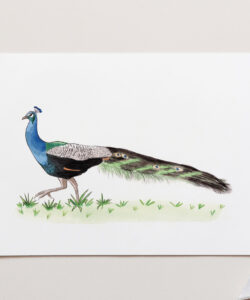 Peacock Art Print. Peacock Art Print for sale