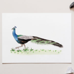 Peacock Art Print. Peacock Art Print for sale