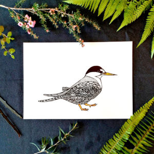 Fairy Tern Art Print for sale