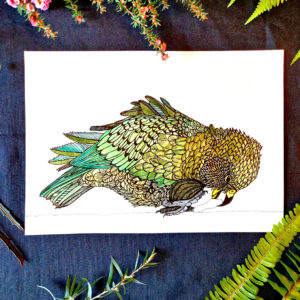 A3 Hand Coloured Kea Art Print