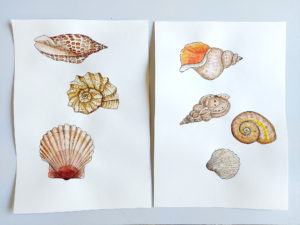 Sea Shells Cushion, Seashell Bean Bag., Seashells high top shoes. Seashells Tote Bag, Seashells Sticker sheet