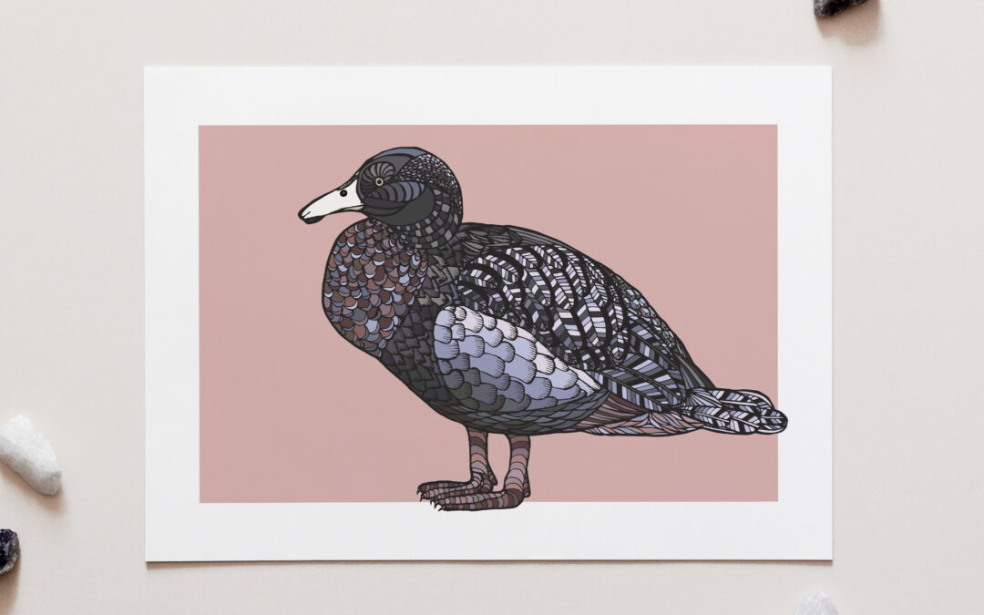 Whio on Pink Art Print – Blue Duck