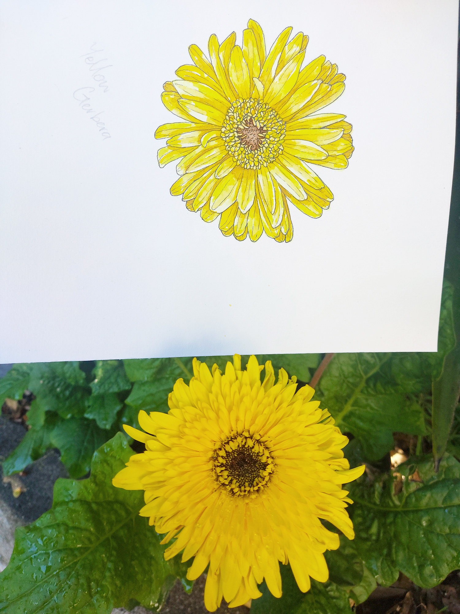 good vibes collection, collections, penny royal design