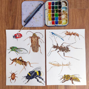 nz bugs sticker sheet, penny royal design, home page, stickers, new zealand insects