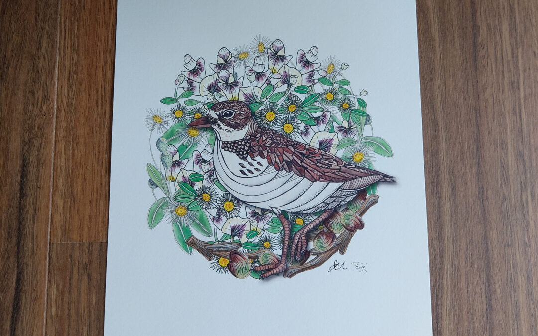 Dotterel Art Print