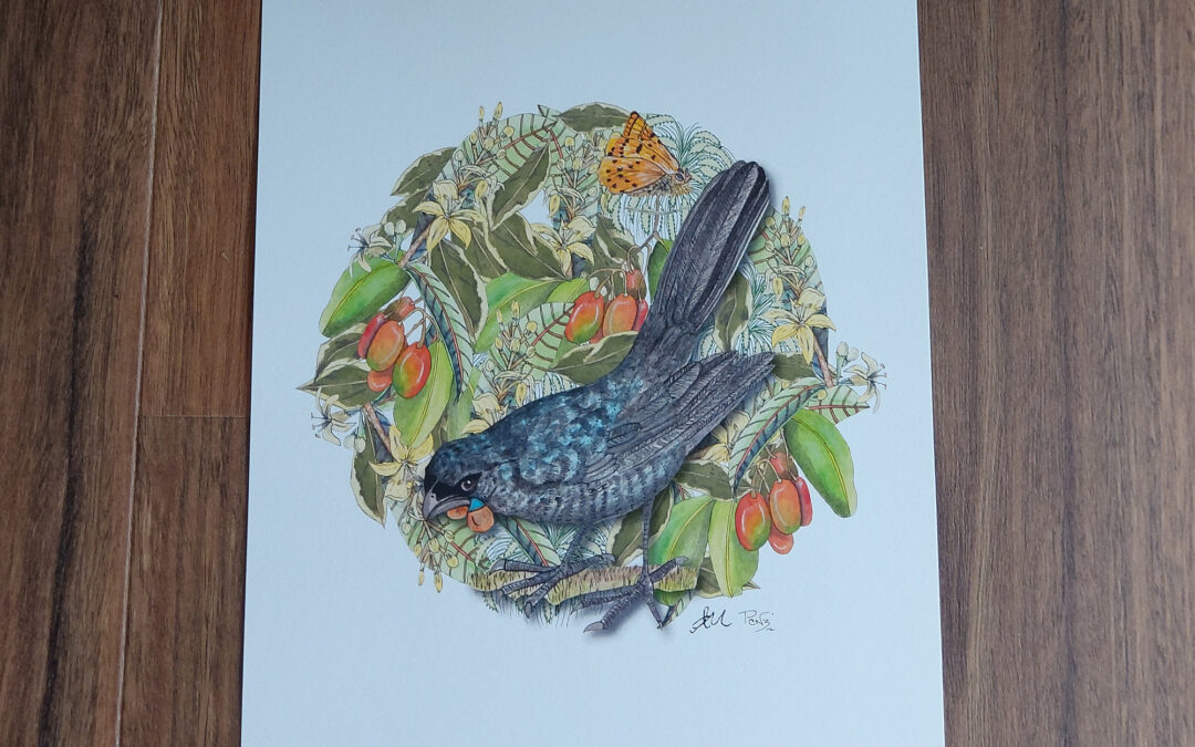 Kokako Art Print