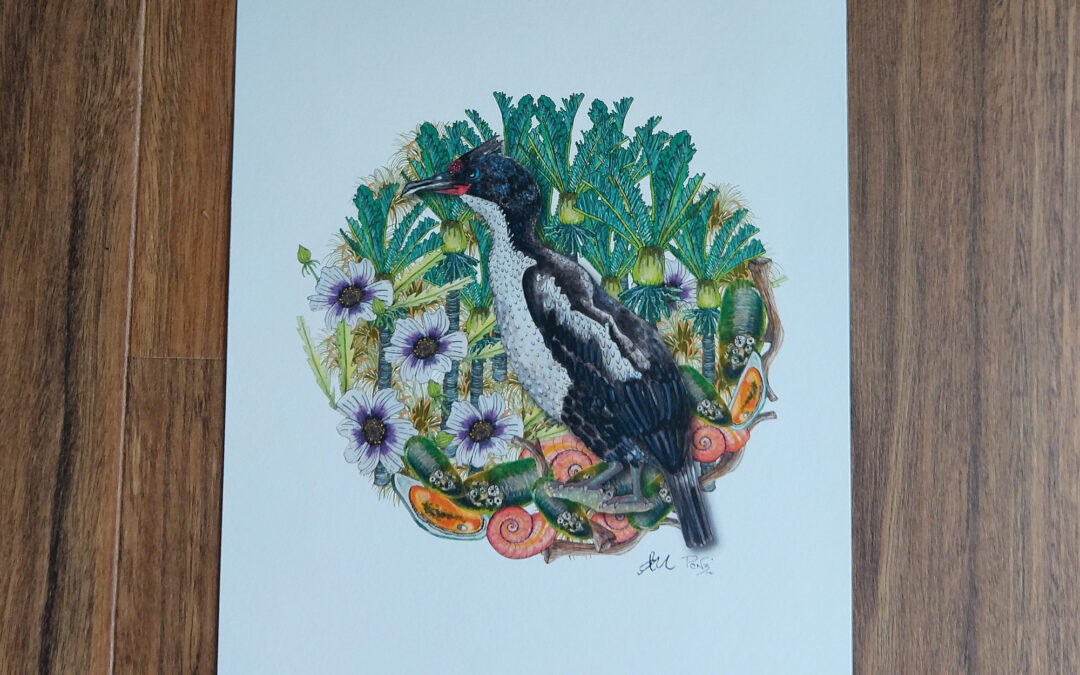 Chatham Island Shag Art Print