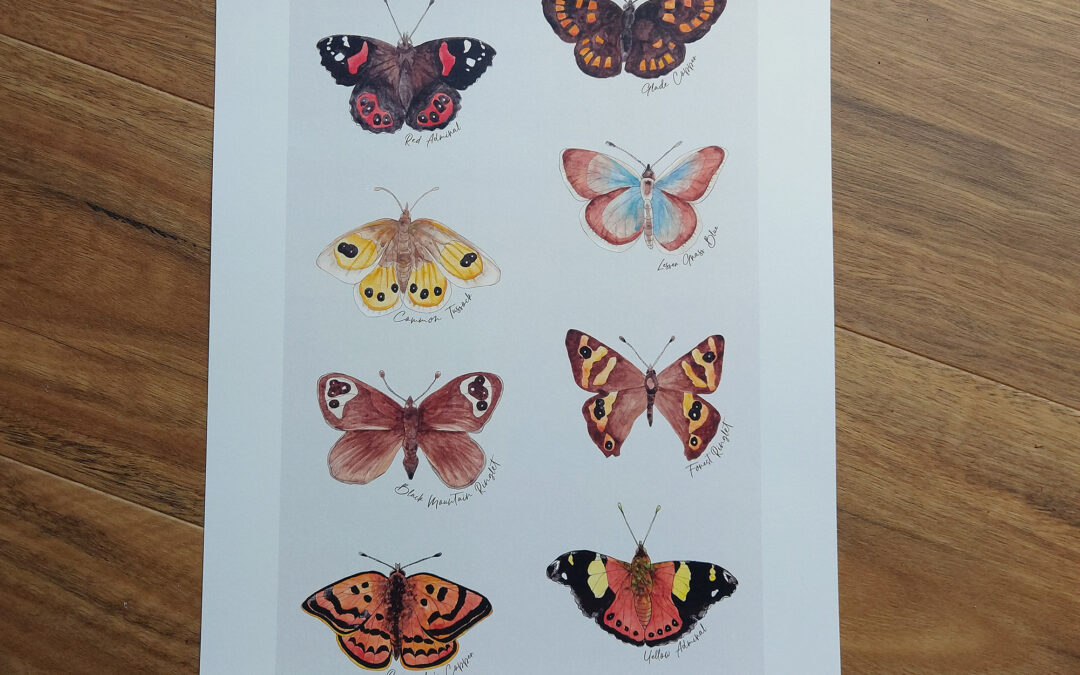 NZ Native Butterflies Art Print