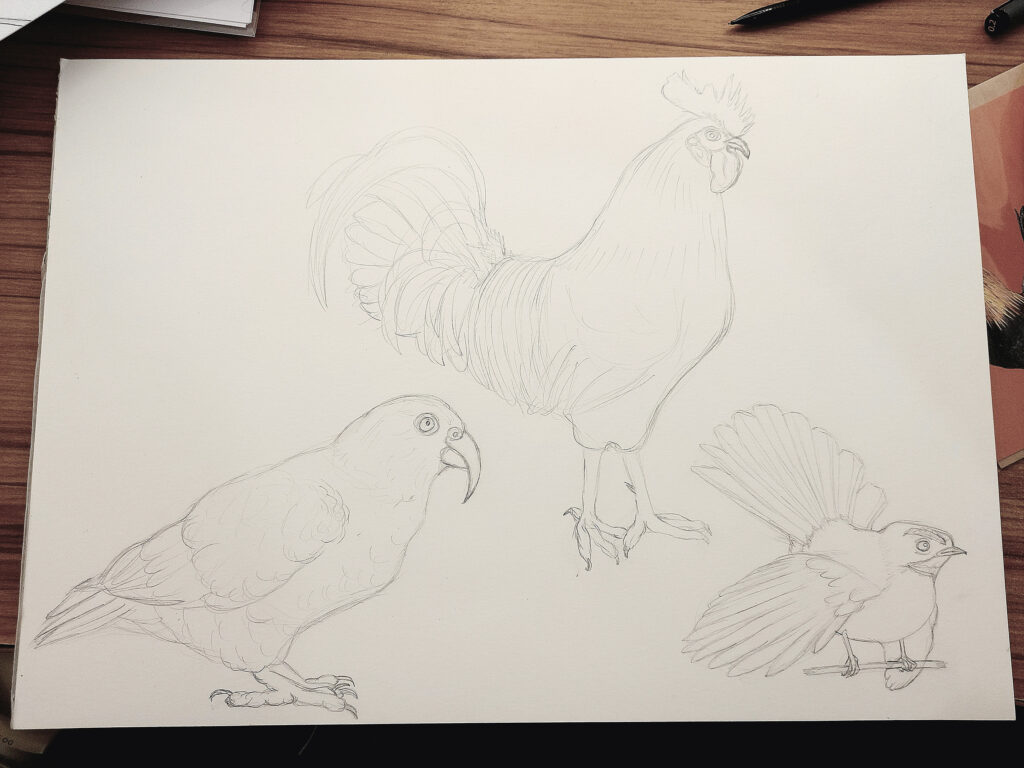 hand drawing, scanning, digital editing, vectorisation, simplification for etching, penny royal design, rooster, fantail, kea, Haast’s eagle, black pen on paper, digital vector illustration