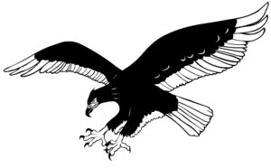 hand drawing, scanning, digital editing, vectorisation, simplification for etching, penny royal design, rooster, fantail, kea, Haast’s eagle, black pen on paper, digital vector illustration