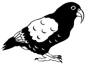 hand drawing, scanning, digital editing, vectorisation, simplification for etching, penny royal design, rooster, fantail, kea, Haast’s eagle, black pen on paper, digital vector illustration