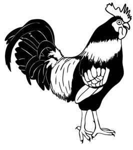 hand drawing, scanning, digital editing, vectorisation, simplification for etching, penny royal design, rooster, fantail, kea, Haast’s eagle, black pen on paper, digital vector illustration